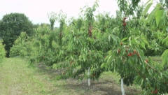 KATASTROFA Voćar Iz Kragujevca bacio pet tona neprodatih trešanja