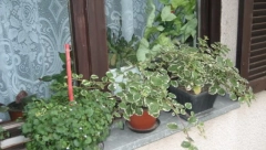 SVAKA SRPKINJA TREBA DA JE ZASADI Hilandarski bosiljak ili Sveta Petka čuva kuću od zla i garantuje srećan brak