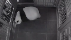 ČUDO U ZOO VRTU Džinovska panda dobila blizance! (VIDEO)