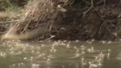 SVE SE DESILO U NEKOLIKO MINUTA! Oko 18 sati meštani Kanjiže počeli da trče ka reci, cela Tisa je procvetala! (VIDEO)