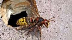 UBOD STRŠLJENA MOŽE DA BUDE FATALAN Ako se ugriz desi, obavezno odradite ovaj postupak jer može da vam spase život