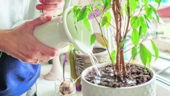 SAVET BAŠTOVANA ZLATA VREDAN Sprečite propadanje vaših biljaka uz pomoć kuhinskog sunđera