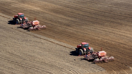 BRUTALNA ZARADA Ako zasadite ovo povrće možete da se obogatite, ima ga sve više u Srbiji!
