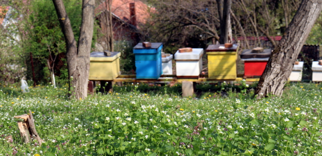 Zaštićena oznaka geografskog porekla Rtanjskog meda