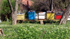 Zaštićena oznaka geografskog porekla Rtanjskog meda