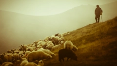 POMOĆ STOČARINA NA SUVOJ PLANINI Ministarstvo obezbedilo cisterne sa vodom za stoku