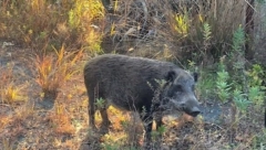 NI U LUDILU IH NE FOTOGRAFIŠITE Kad vidite divlju svinju ne uzimajte mobilni jer to može biti poslednja slika koju ste napravili