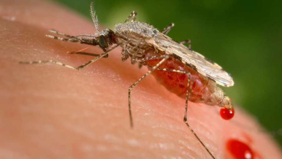 VIRUS ZAPADNOG NILA: Obratite pažnju, ukoliko primetite ovo, odmah se obartite lekaru