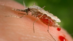 VIRUS ZAPADNOG NILA: Obratite pažnju, ukoliko primetite ovo, odmah se obartite lekaru