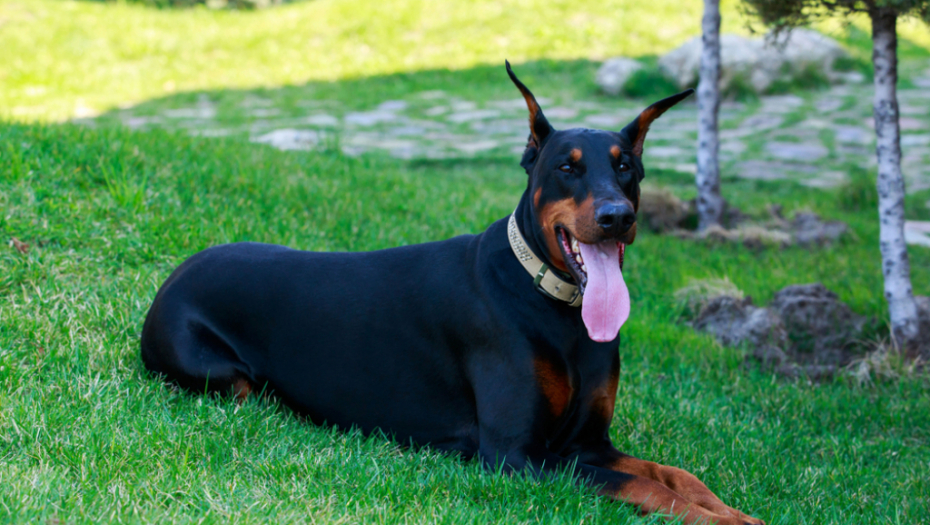 VIC DANA Izgubljen slatki doberman...