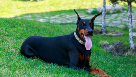 VIC DANA Izgubljen slatki doberman...
