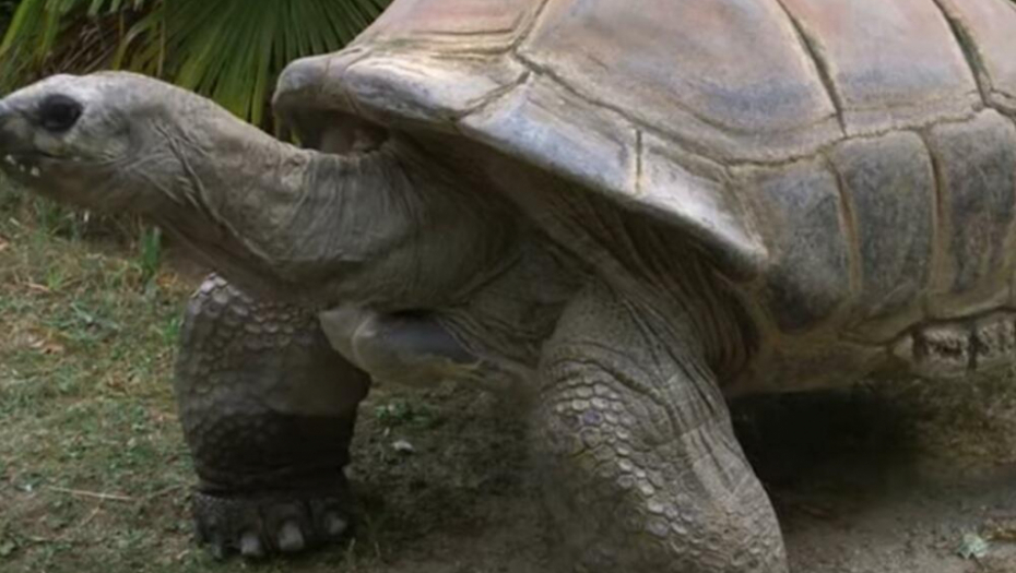 UMRLA KORNJAČA ŠURLI Miljenik nacije je bio najstariji stanovnik bečkog zoo-vrta