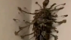 "SMESTA GA ZAPALI!" Ušao u hotelsku sobu i zatekao horor na zidu! (VIDEO)