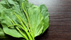 Raste svuda oko nas: Na koje sve načine možete da iskoristite bokvicu?