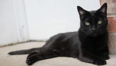 Crne mačke privlače udvarače, novac i sreću, a oduvek smo mislili da su uklete!