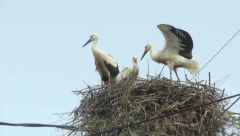 VRATILE SE RODE Stigli prvi vesnici proleća (VIDEO)