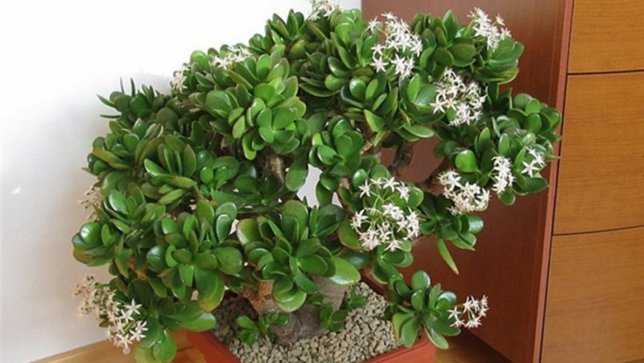 ZA OVE 3 BILJKE SE ZNA DA PRIVLAČE NOVAC U KUĆU: Ali zbog ove greške koju svi prave izobilje može da izostane