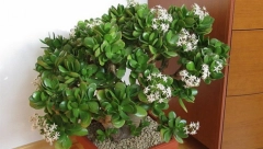 ZA OVE 3 BILJKE SE ZNA DA PRIVLAČE NOVAC U KUĆU: Ali zbog ove greške koju svi prave izobilje može da izostane