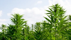 PROIZVODNJA KANABISA U MEDICINSKE SVRHE BAT uvodi medicinski kanabis