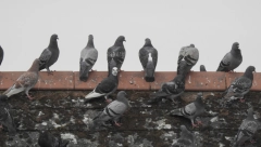 UPOZORENJE ZA GRAĐANE SRBIJE! Ako vidite da se ptica ovako ponaša ne dirajte je, možda NOSI SMRTONOSAN VIRUS