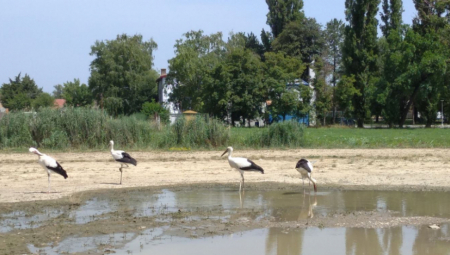 I njima je toplo: Rode se brčkaju kod Tise i dočekuju putnike u Bečeju