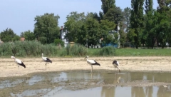 I njima je toplo: Rode se brčkaju kod Tise i dočekuju putnike u Bečeju