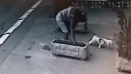 NEVEROVATNA SCENA U BEOGRADU Žena šetala psa, a onda zastala da se posluži, komšije besne