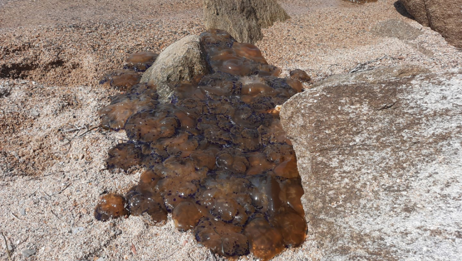 LOVE IH, PA ZAKOPAVAJU U PESKU Ova morska stvorenja potpuno su bezopasna, a okrutni turisti se iživljavaju nad njima!