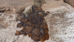 LOVE IH, PA ZAKOPAVAJU U PESKU Ova morska stvorenja potpuno su bezopasna, a okrutni turisti se iživljavaju nad njima!