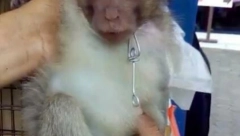 STRUČNJACI ŠOKIRANI SNIMCIMA SA PIJACA U AZIJI Zatvorite ih dok ne stvore KOVID-21 virus! (VIDEO)