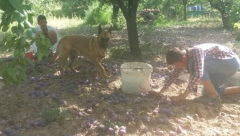 PET NAJPAMETNIJIH RASA PASA: Privrženi, druželjubivi i razigrani, a evo ko je Ajnštajn među njima