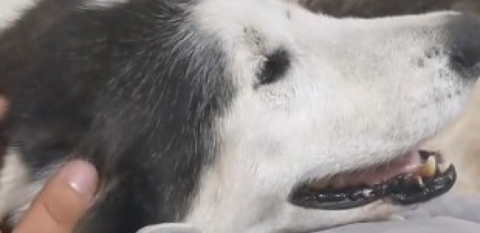 TUGA! Ženka haskija Miša dan pre smrti uradila nešto što je mnogima slomilo srce (VIDEO)