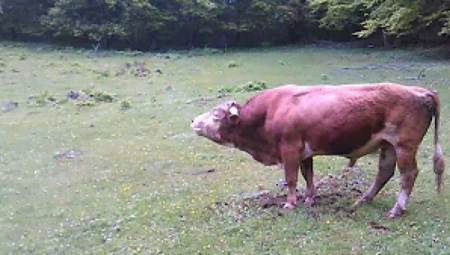 VIC DANA Mujo i Fata sede na livadi i gledaju bika i kravu...