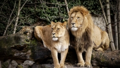 HOROR U NACIONALNOM PARKU! Lavovi pojeli troje dece, četvrto preživelo masakr!