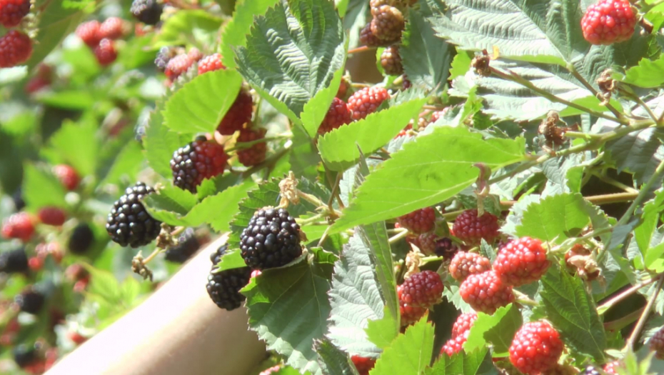 KUPINE KAO OBNOVLJIVA ENERGIJA Domaćinstvo iz Pančeva ovu voćku koristi za sve!