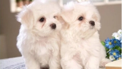 SIGURNO ĆETE IH POŽELETI U SVOJOJ KUĆI: Ovo je 5 najslađih i najtraženijih štenaca