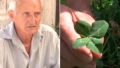 DETELINA SA ČETIRI LISTA DONOSI SREĆU?! Ima magijsku moć, a evo šta znači svaki list