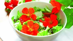 SVEMOĆNI DRAGOLJUB JE SAPAS  Borac protiv bakterija, urinarnih infekcija, opadanja kose raste na vašoj terasi