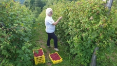 Dnevnica 5.000 dinara, a niko ne želi da radi ovaj posao u Srbiji