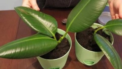 RAŠĆE I LISTATI TOKOM ZIME Stručnjaci otkrili tajne nege sobnih biljaka