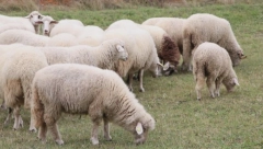 POBEGAO GLAVOM BEZ OBZIRA Vukosav poterao ovce sa ispaše i na planini ugledao prizor koji ga je skamenio