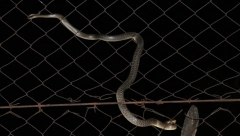 PANIKA Nezvani “navijač” uplašio gledaoce (FOTO)