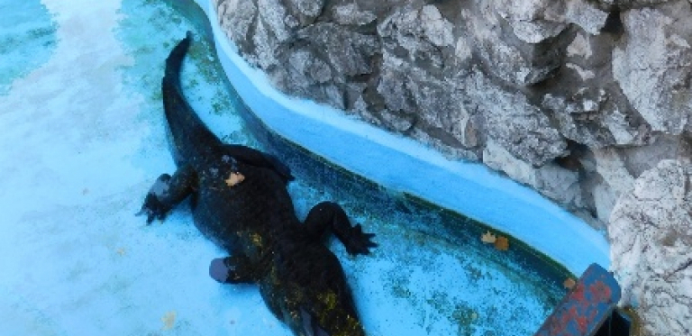 MUJA U DEVETOJ DECENIJI DOZIVA ŽENKU ZA PARENJE Najstariji aligator na svetu je u top formi i prava je zvezda Zoološkog vrta u Beogradu