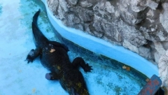 MUJI U ČAST Beogradski zoo vrt je zbog OVOG krokodila jedinstven u svetu!