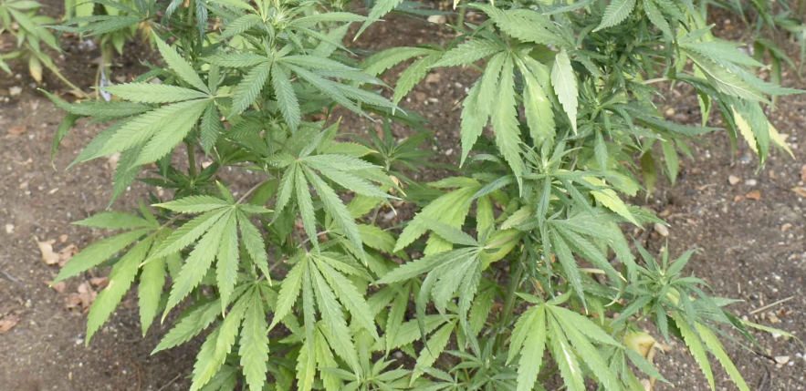 UZGAJAO MARIHUANU U KOVILOVU Osumnjičeni zatečen na parceli sa 40 stabljika