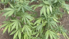 UZGAJAO MARIHUANU U KOVILOVU Osumnjičeni zatečen na parceli sa 40 stabljika