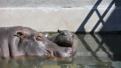 VIRUS UDARIO I NA ŽIVOTINJE Korona utvrđena kod dva nilska konja