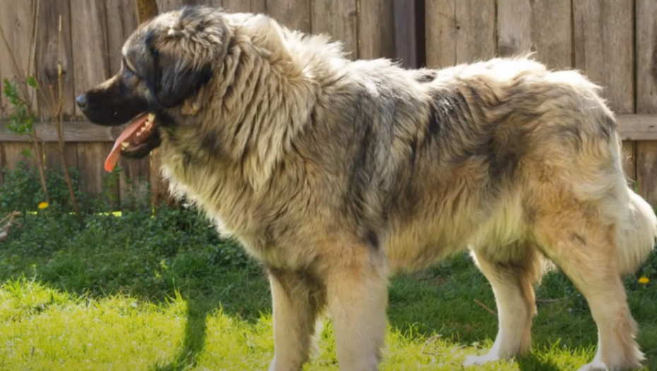 Veterinar Dejan objašnjava kakvi su ŠARPLANINCI i zašto je pas IZUJEDAO do SMRTI ženu iz Kragujevca: Oni jesu NEPOVERLJIVI, ali slušaju samo JEDNOG GAZDU