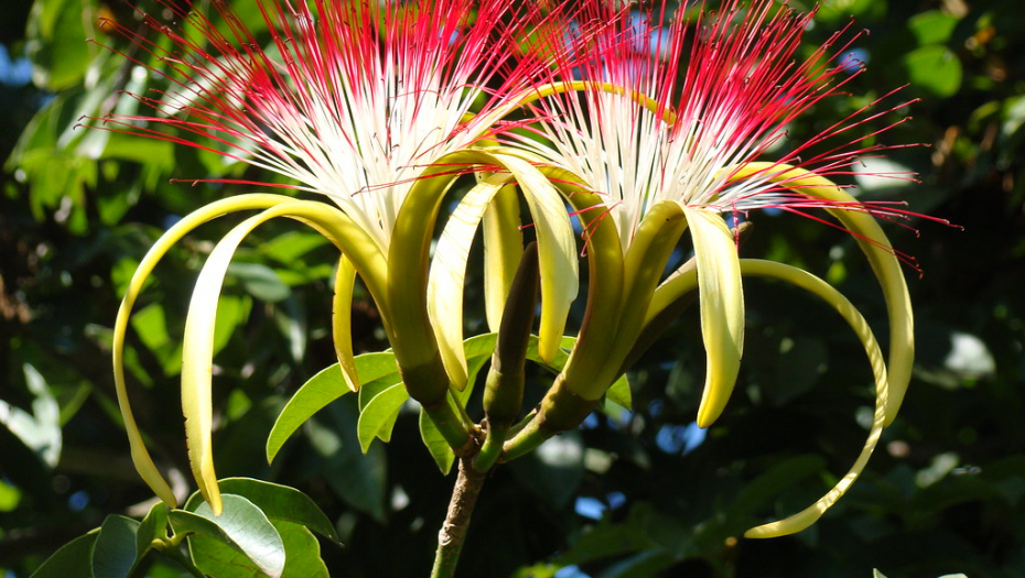 OVA BILJKA JE SIMBOL SREĆE I DUGOVEČNOSTI Veruje se da ćete, ako je posadite, uneti napredak u kuću