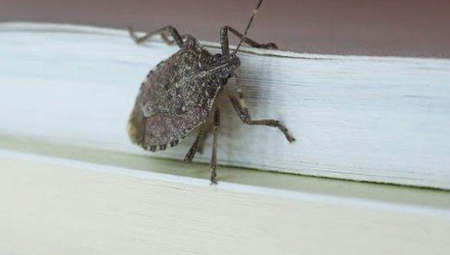 ŠTA SE DEŠAVA AKO VAS UJEDE SMRDIBUBA Kažu da sisaju krv, a evo kad je opasno